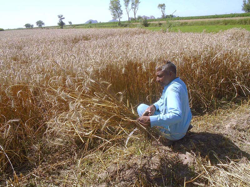 A farmer harvesting wheat crop at his farm field on the 3rd day of Eid ul Fitr at Sargodha Road