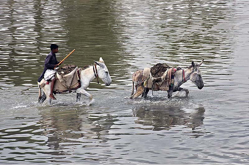 A young laborer crossing through the water after loading sand on donkeys from the Rice Canal to supply to the customers as the world marks International Labour Day. May 1st, International Workers' Day, commemorates the historic struggle of working people throughout the world. In 1884, the Federation of Organized Trades and Labour Unions passed a resolution stating that eight hours would constitute a legal day's work from and after May 1, 1886