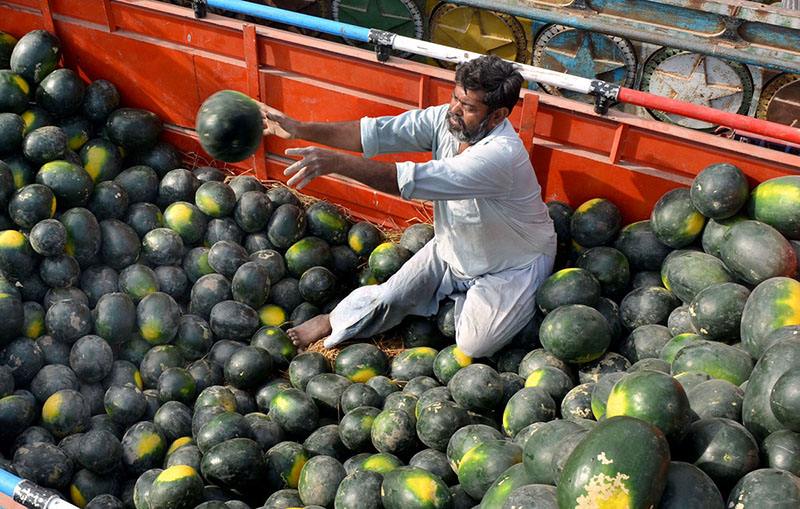 Vendor unloading watermelons from delivery truck at Fruit Market.