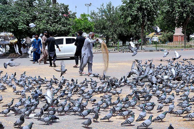 A person throwing food for pigeons as mercy