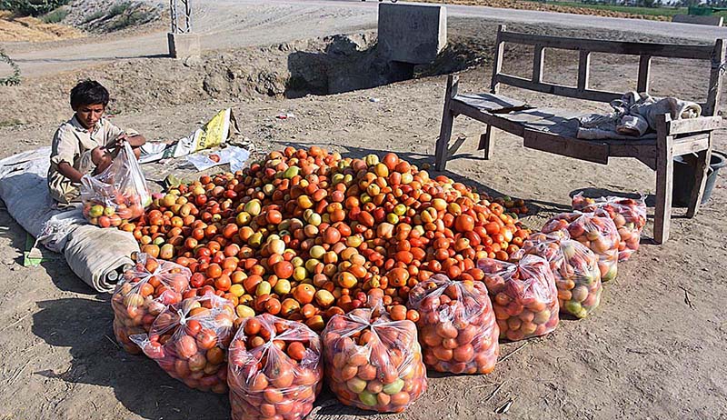 A young farmer busy in packing tomatoes in plastic bags for trading near Noudero Road