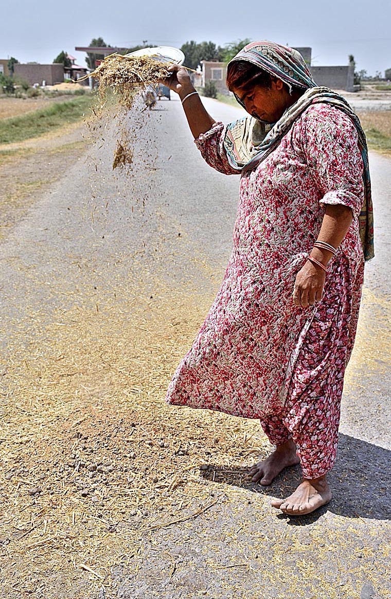 A woman cleaning wheat grains in a traditional way at Bakrani-Pathan village Road.