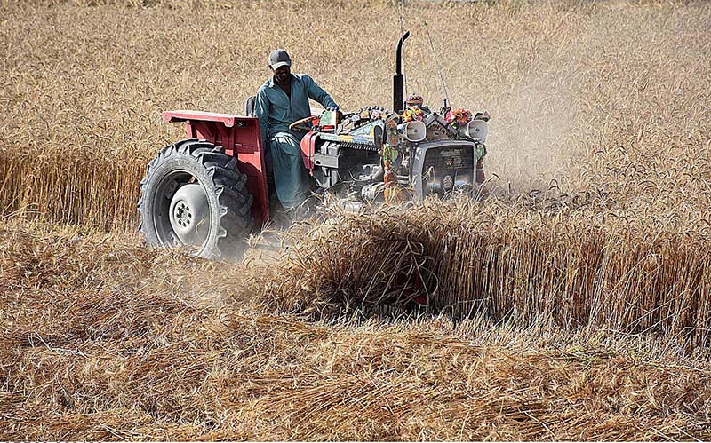 A farmer busy in harvesting wheat crop with the help of tractor in his field near Bypass Road