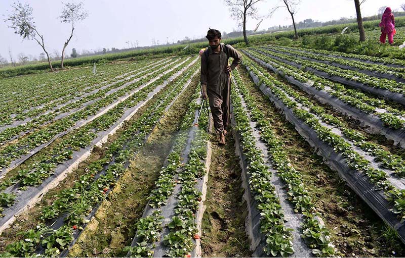 A farmer spraying pesticide on the green paddy to protect his field from harmful pests at his farm .