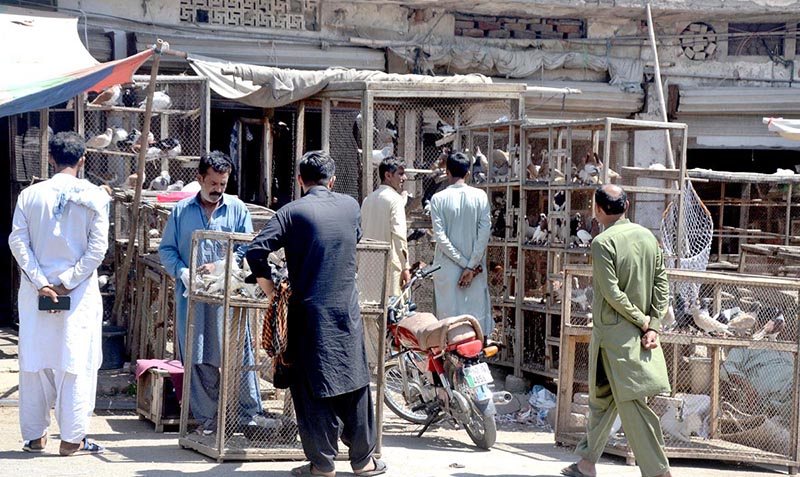 Pet lovers are purchasing pigeons in the Birds' market