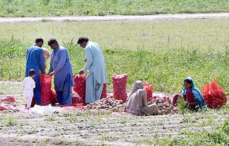 Farmers' Families are sorting and packing onions after harvesting for wholesale at their fields in the outskirts area in the city