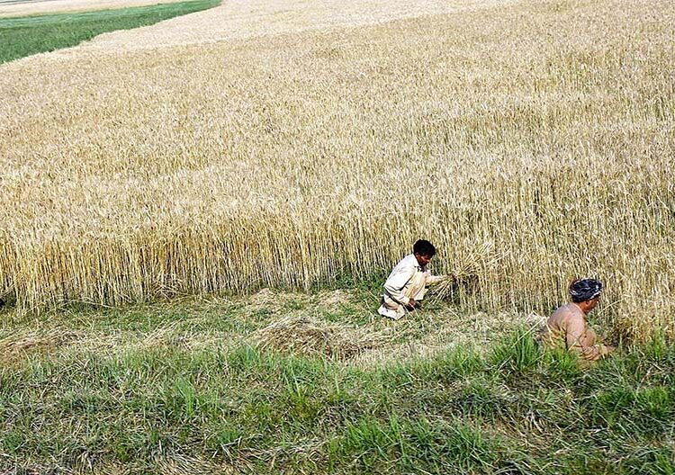 Farmers busy in harvesting the wheat crop at their farm field.