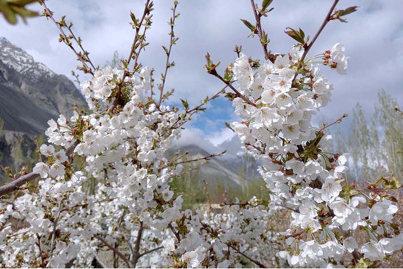 An attractive and eye catching vie of Cherry Blossom blooming in the northern area of Pakistan to mark spring session
