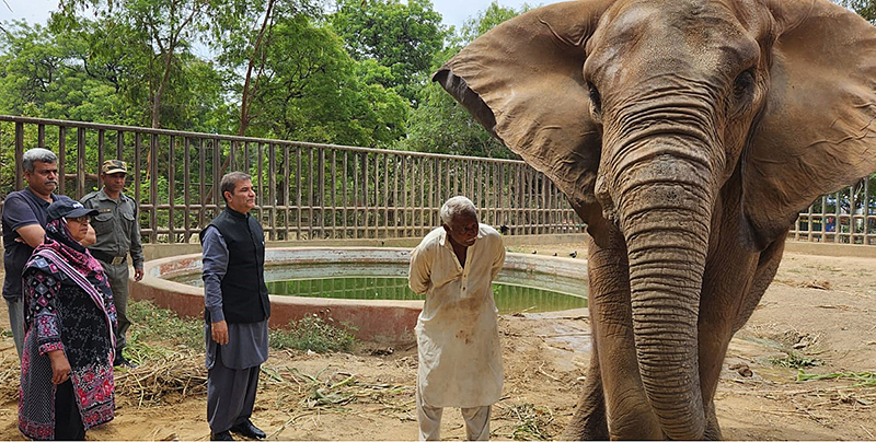 Administrator Karachi Dr. Syed Saifur Rehman is inspecting the treatment of elephant named as “Noor Jahan” at Karachi Zoo