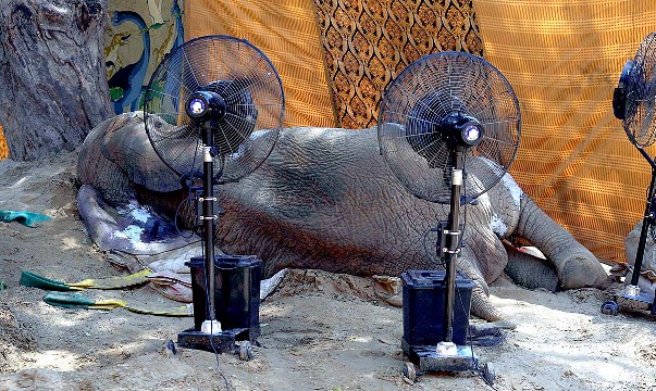 Elephant Noor Jehan succumbs to her ailment