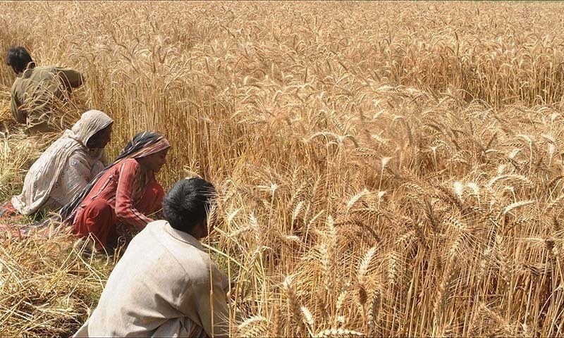 With bumper crop this year; wheat procurement in final stages