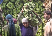 Workers off-load fresh Bananas from a delivery truck in fruits and vegetables market