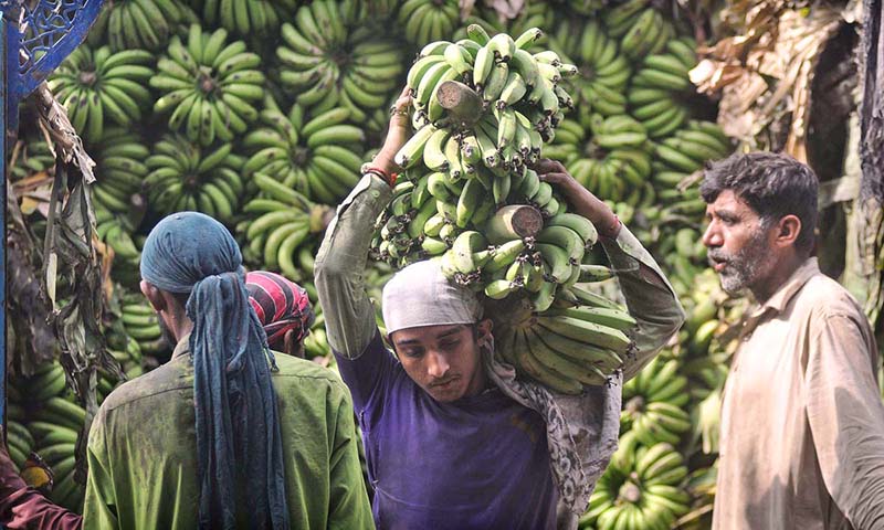 Workers off-load fresh Bananas from a delivery truck in fruits and vegetables market