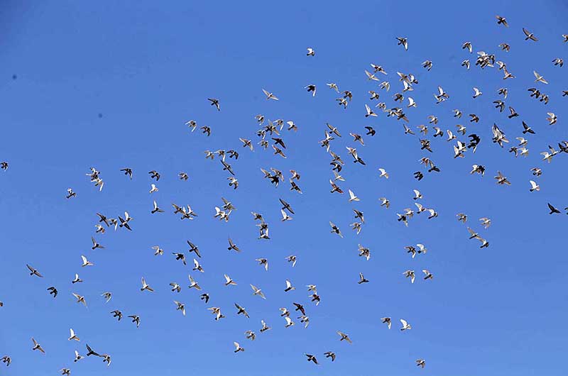 Flock of pigeon flying in the sky
