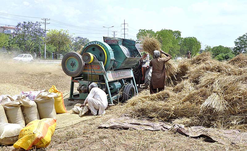 Farmers busy thrashing wheat crop in their field with help of thresher at Park Road