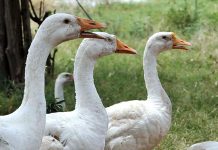 A view of ducks open their beaks at Lehtrar Road due to hot weather in Federal Capital