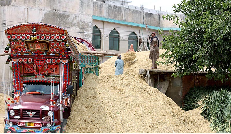 Labourer unloading chaff (husk from wheat) from a delivery truck at the roadside
