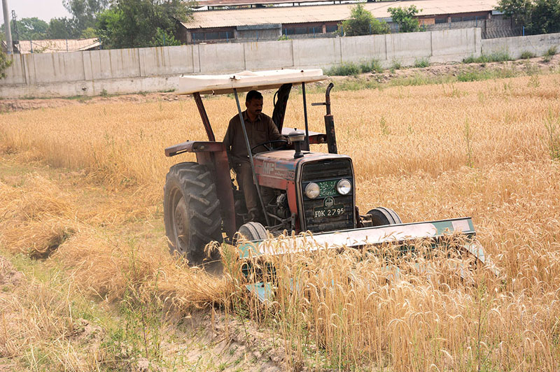 A farmer harvesting wheat crop with the help of Tractor in their fields