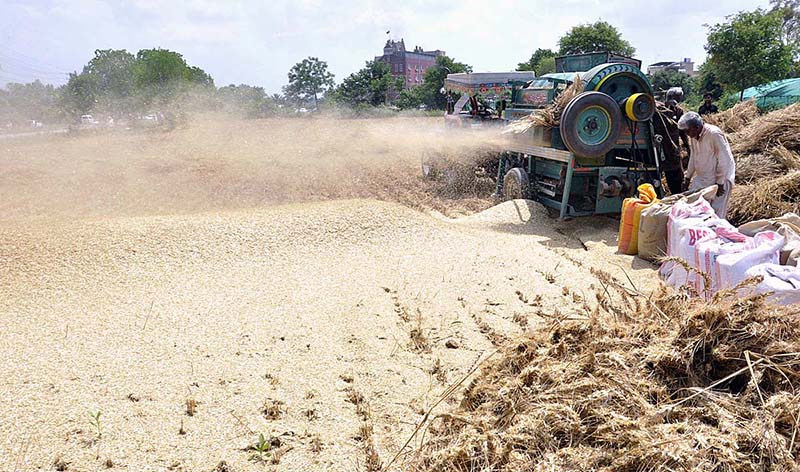 Farmers busy thrashing wheat crop in their field with help of thresher at Park Road