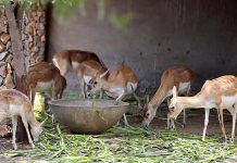 A bunch of deer eating fodder at an enclosure Jinnah Avenue