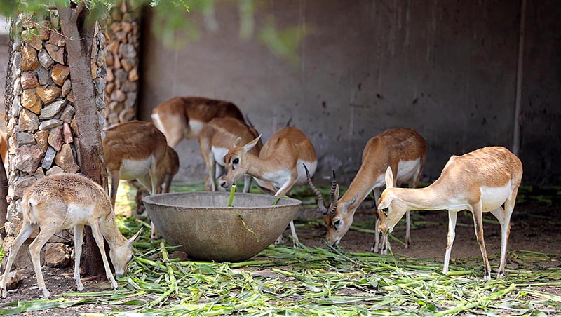 A bunch of deer eating fodder at an enclosure Jinnah Avenue