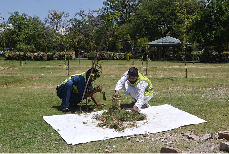 CDA workers trimming and cleaning dry grass at Jubilee Park F-7