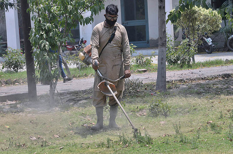 A worker cutting grass with electric cutter