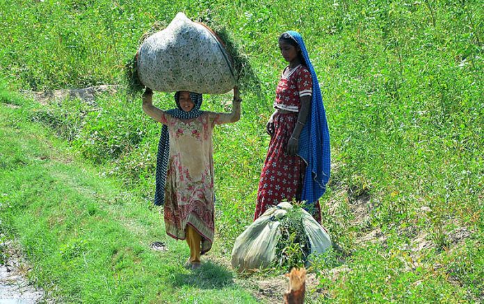 A girl carrying a bundle of grass on her head after cutting from the field