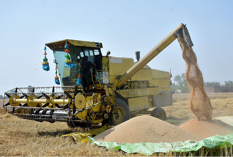 Farmers harvesting wheat crop through combined harvester machine in their field