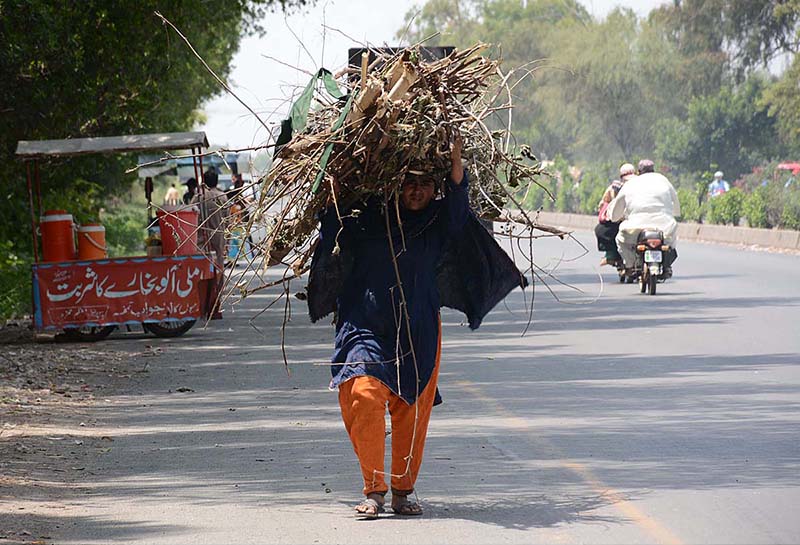 A women on the way while carrying woods for domestic use