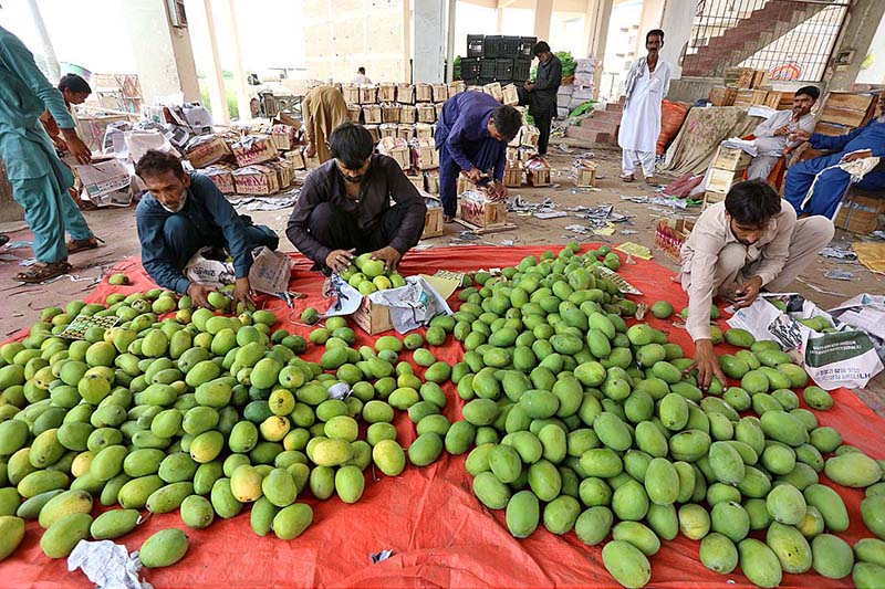 Laborers are packing mangoes into wooden boxes at Fruit Mandi