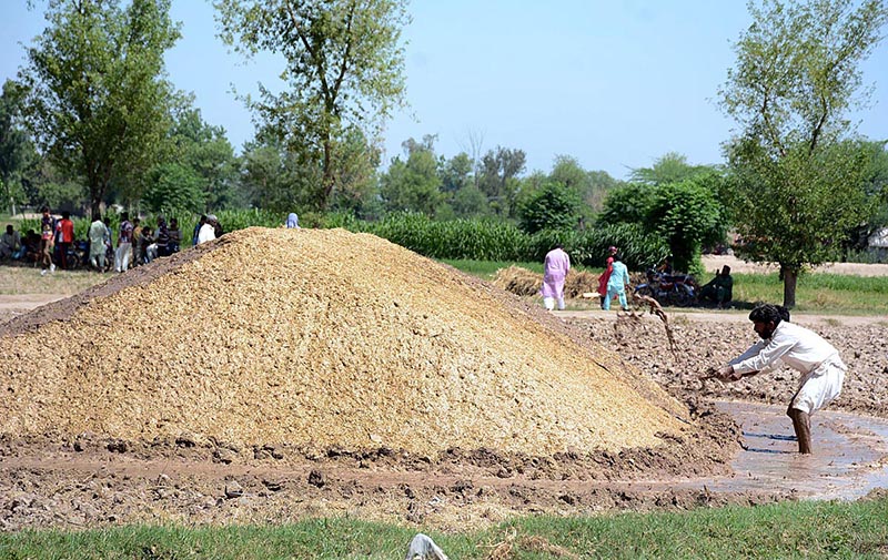 A farmer is busy in collecting to store wheat chaff for cattle feed at his field