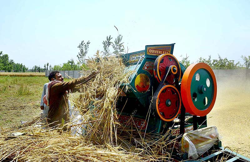 Farmer using a thresher machine to separate wheat from chaff at Northern Bypass
