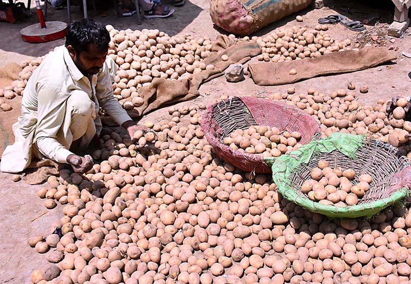 A vendor displaying potatoes to attract the customers at Sabzi Mandi