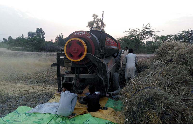 Farmers thrashing wheat crop at their fields