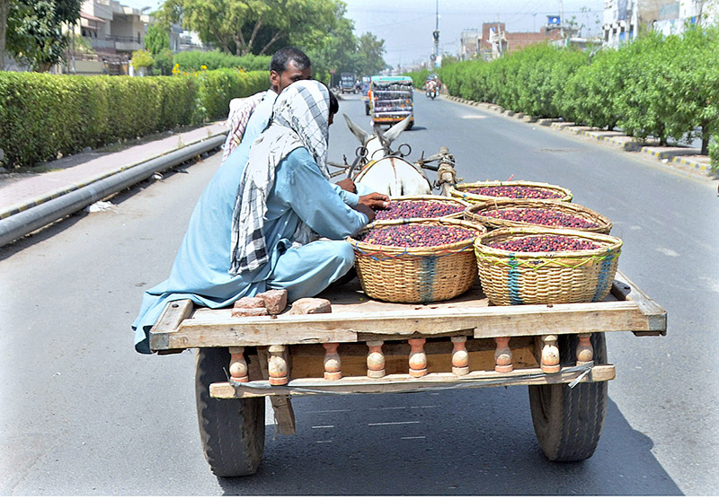 Donkey cart holders on the way loaded with falsa fruit