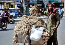 A street vendor displaying and selling garlic on his bicycle to attract the customers