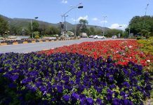 An attractive view of seasonal flowers flourishing and blooming at roadside in the Federal Capital