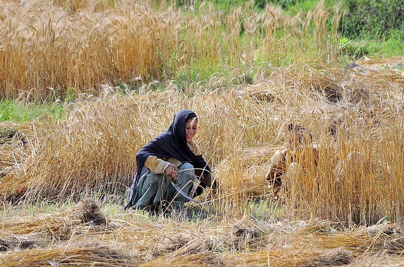 Farmer is cutting wheat crops in the field