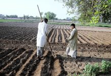 Farmer preparing the field in a traditional way for planting the new crop