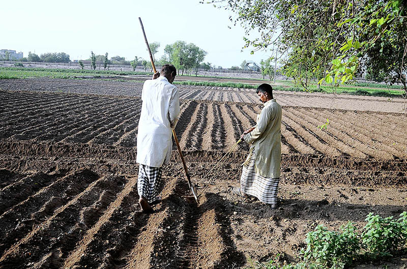 Farmer preparing the field in a traditional way for planting the new crop