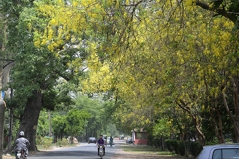 Flowers of the amaltas tree blooming along the roadside at Model Town