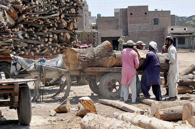 Labourer loading heavy pieces of wood on the donkey cart at the Timber Market