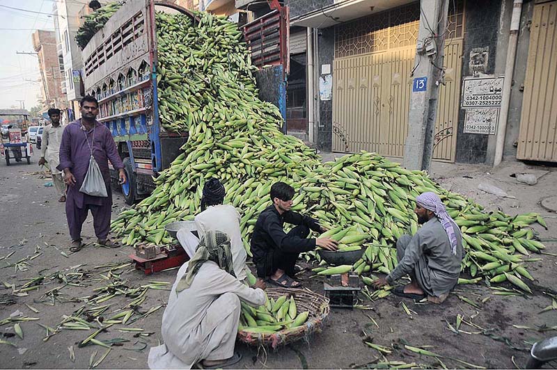 Vegetable trader selling fresh corn cobs to retailer at Vegetable Market