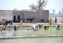 Farmers seedling the rice crop in their field
