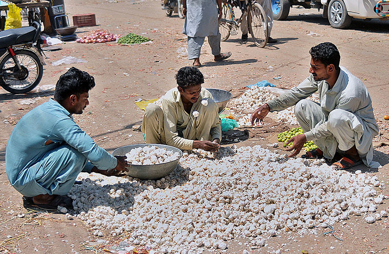 Laborers are sorting good quality garlic at Vegetable Market