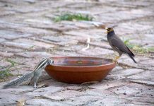 A squirrel and a bird drinking water to fulfill thirst from clay pot during hot weather