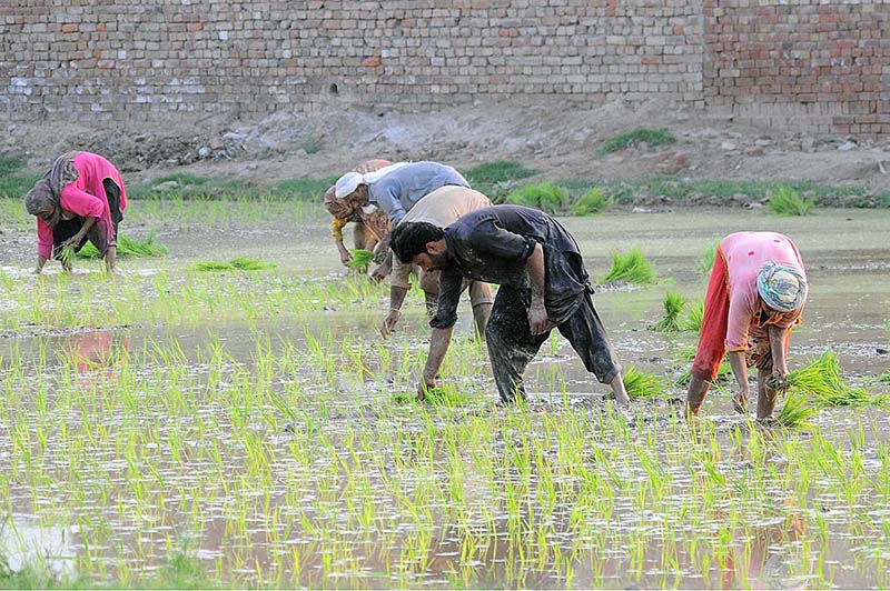 Farmers seedling the rice crop in their field in the outskirts of the city