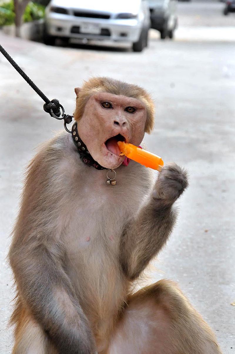A monkey sitting by the road is indulging in a delightful ice cream treat