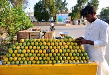 A vendor displaying the mangoes to attract the customers at Latifabad